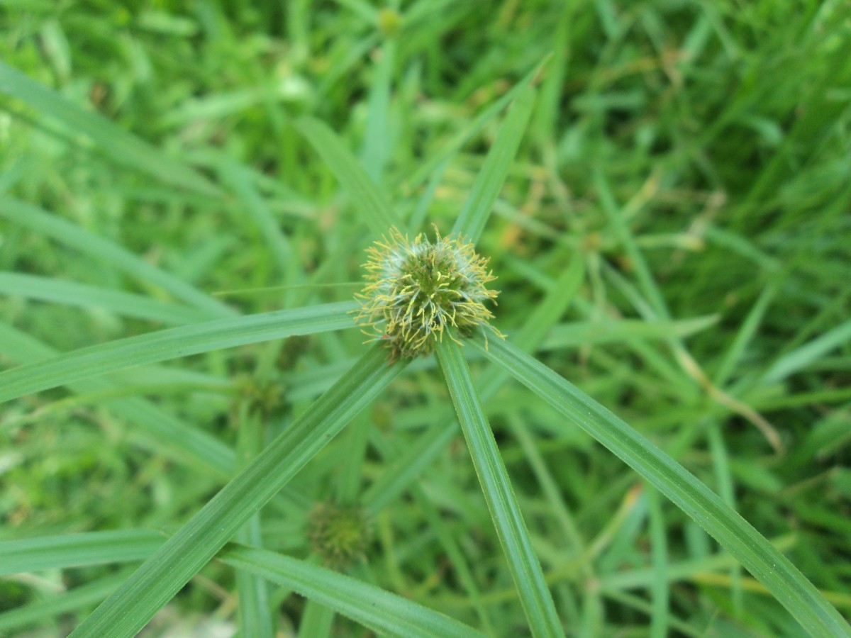 Cyperus brevifolius (Rottb.) Hassk.